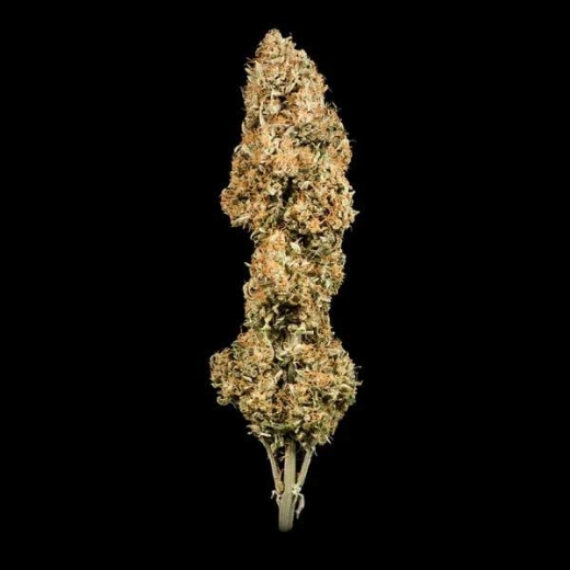 Seeds Auto (Autoflower Sativa)
